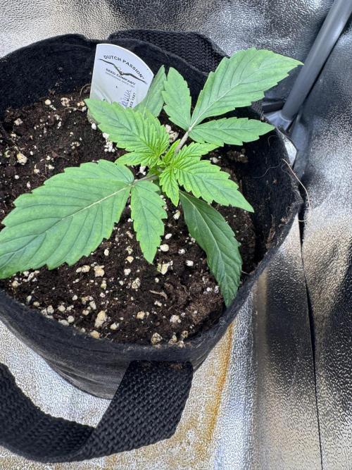 Auto Black Opium #2. Week 2