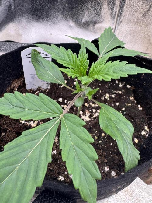 Auto Divine Rapier #1. Week 2