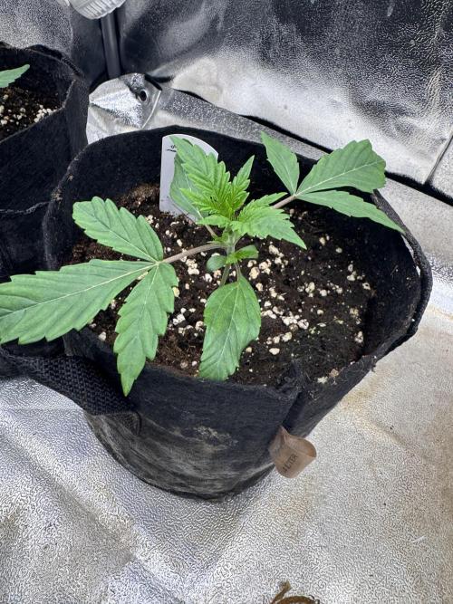 Auto Divine Rapier #1. Week 2