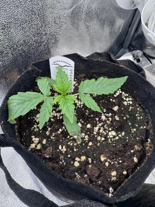 Auto Divine Rapier #2. Week 2