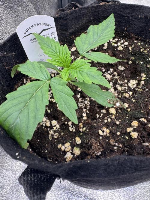 Auto Divine Rapier #2. Week 2