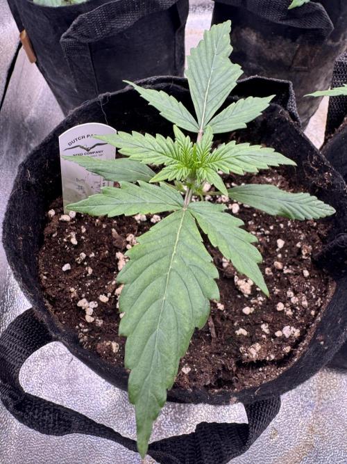 Auto Divine Rapier #3. Week 2