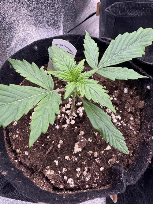 Auto Divine Rapier #3. Week 2