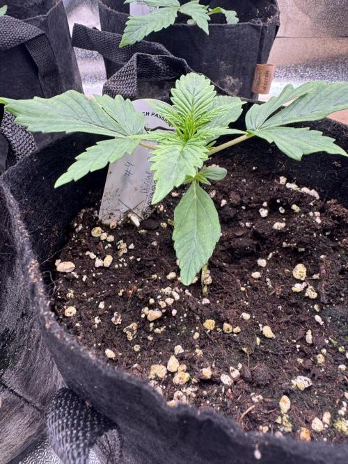 Auto Divine Rapier #4. Week 2