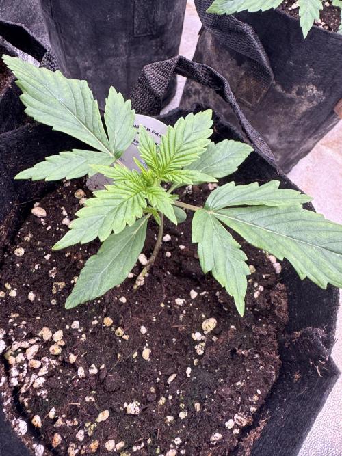 Auto Divine Rapier #4. Week 2