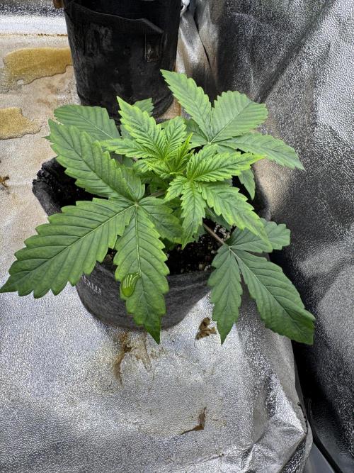 Auto Black Opium #1. Week 3