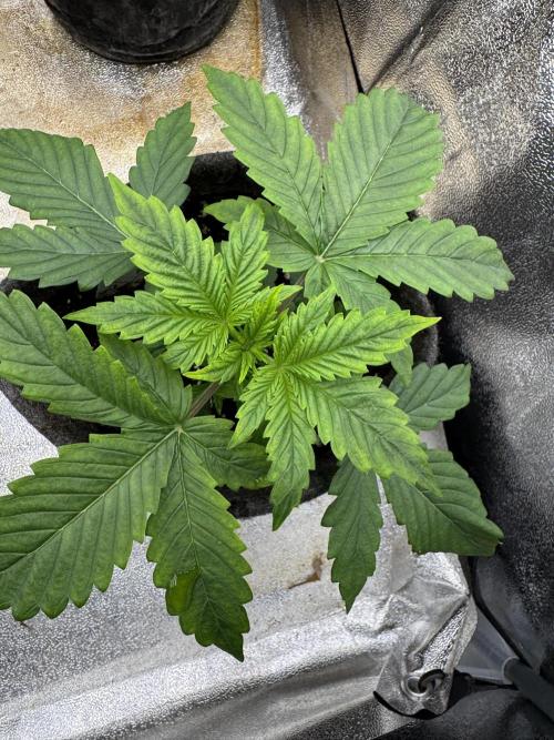 Auto Black Opium #1. Week 3