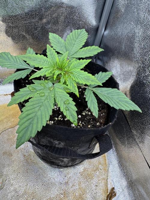 Auto Black Opium #2. Week 3