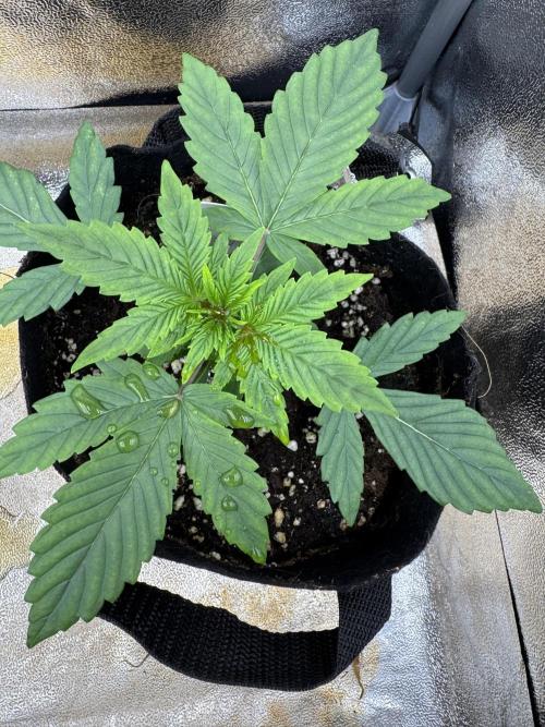 Auto Black Opium #2. Week 3