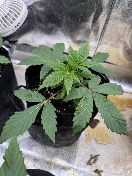 Auto Divine Rapier #1. Week 3