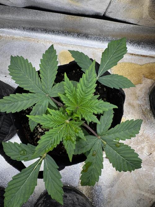 Auto Divine Rapier #1. Week 3