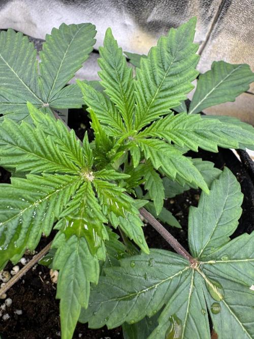 Auto Divine Rapier #1. Week 3