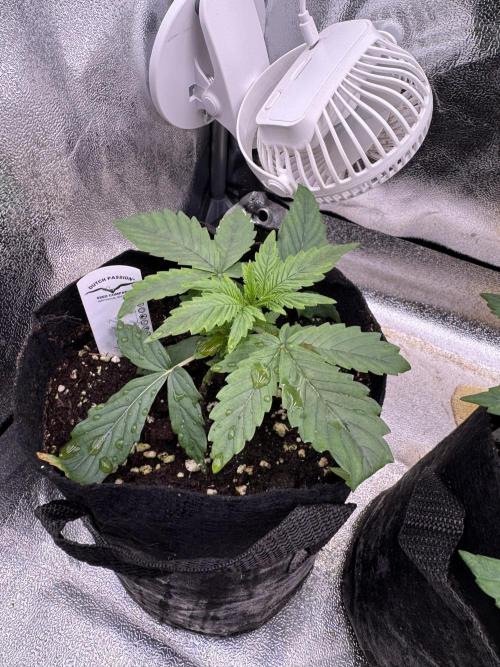 Auto Divine Rapier #2. Week 3