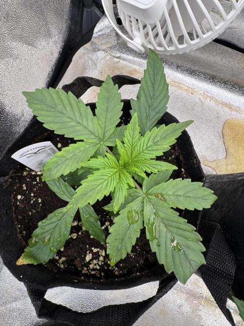 Auto Divine Rapier #2. Week 3