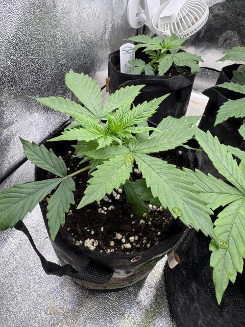 Auto Divine Rapier #3. Week 3