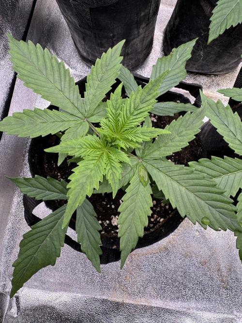 Auto Divine Rapier #3. Week 3