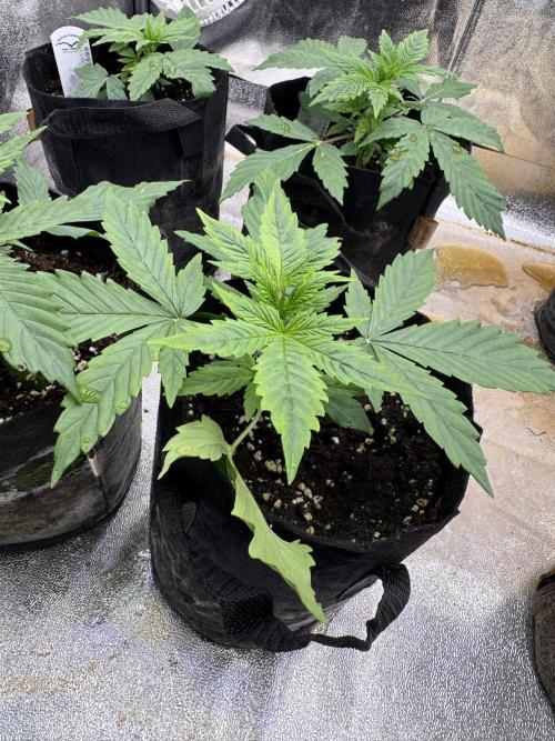 Auto Divine Rapier #4. Week 3