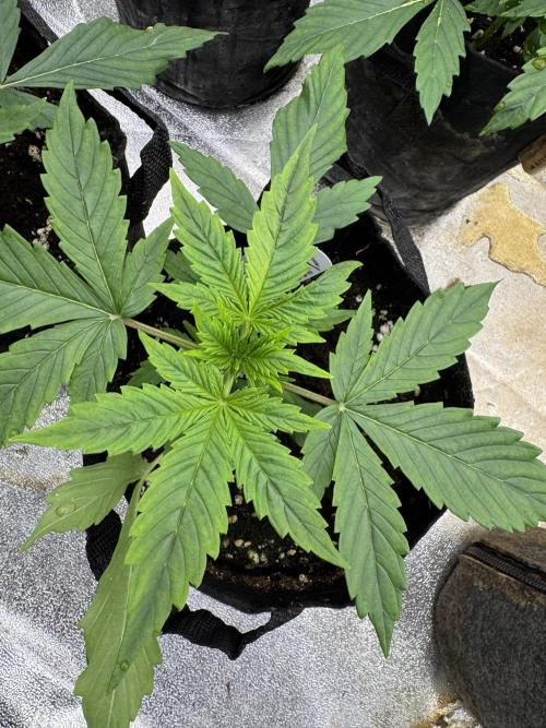 Auto Divine Rapier #4. Week 3