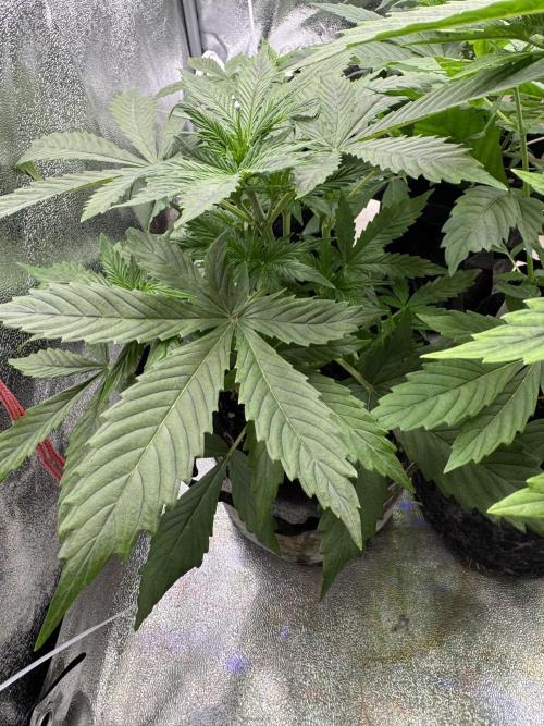 Auto Divine Rapier #3. Week 4