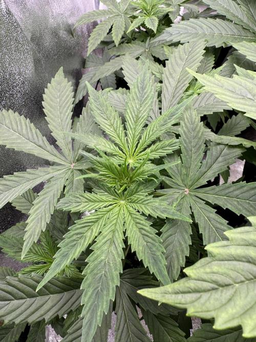 Auto Divine Rapier #3. Week 4