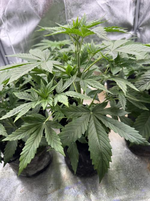 Auto Divine Rapier #4. Week 4