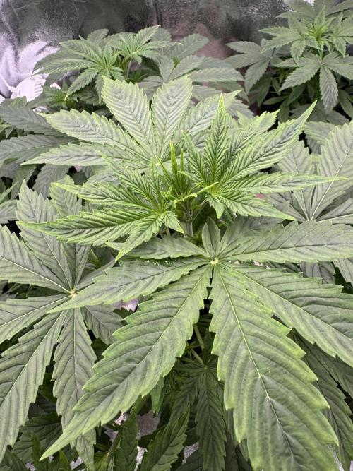 Auto Divine Rapier #4. Week 4