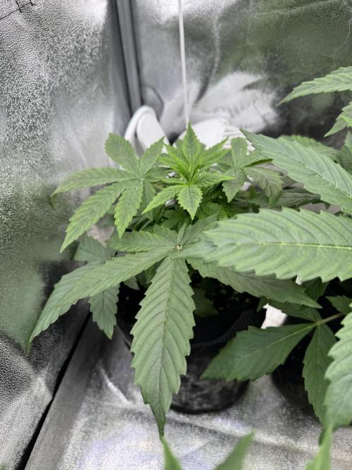 Auto Divine Rapier #2. Week 4