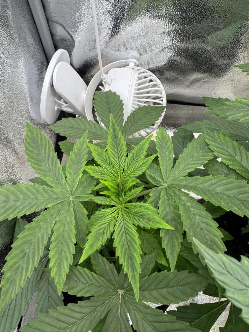 Auto Divine Rapier #2. Week 4