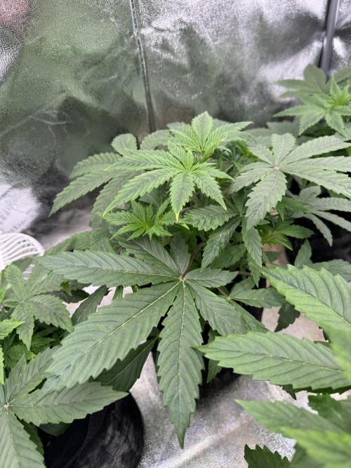 Auto Divine Rapier #1. Week 4