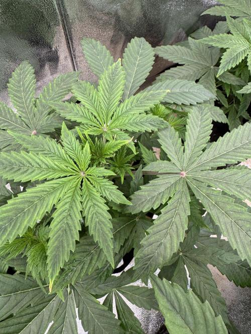 Auto Divine Rapier #1. Week 4