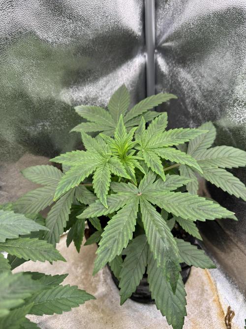 Auto Black Opium #2. Week 4