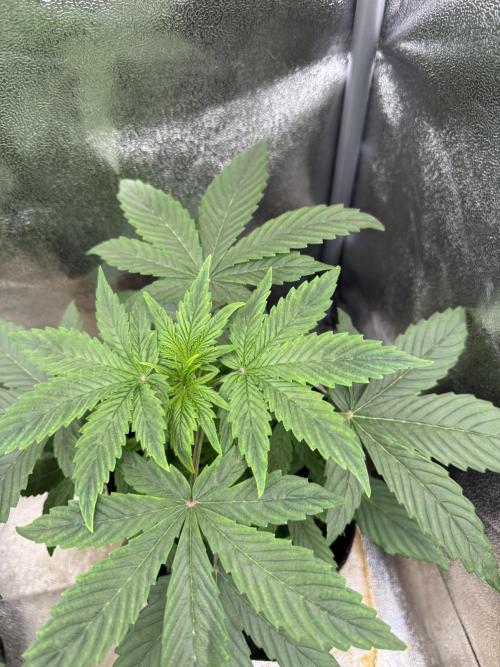 Auto Black Opium #2. Week 4