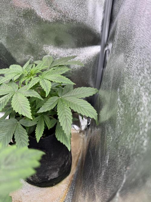 Auto Black Opium #2. Week 4