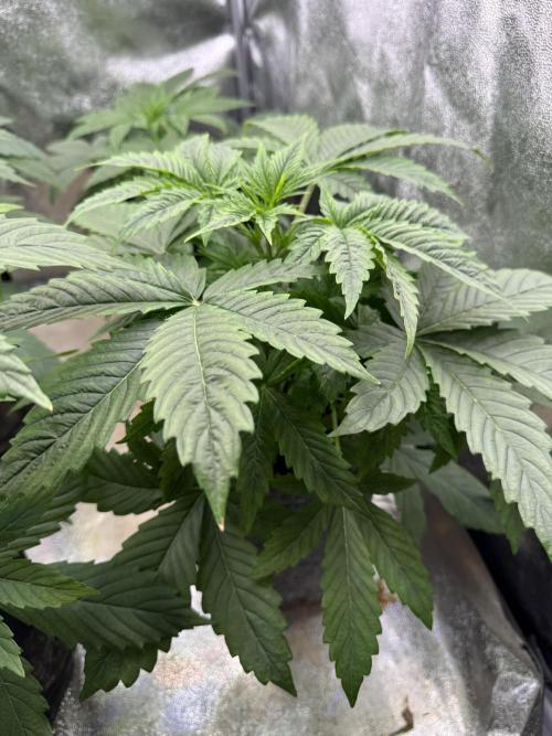 Auto Black Opium #1. Week 4