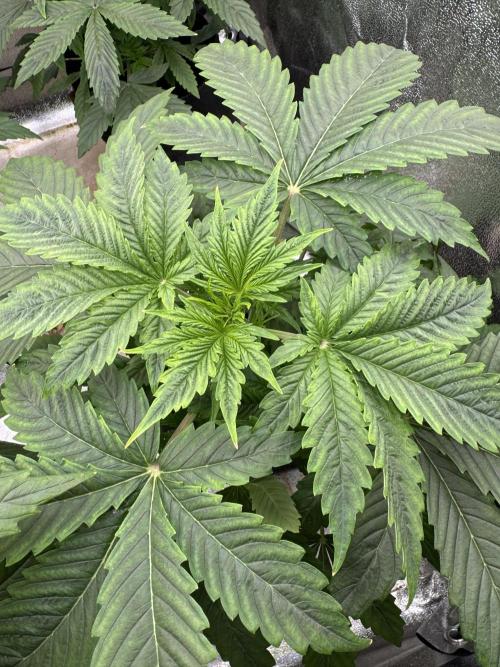 Auto Black Opium #1. Week 4