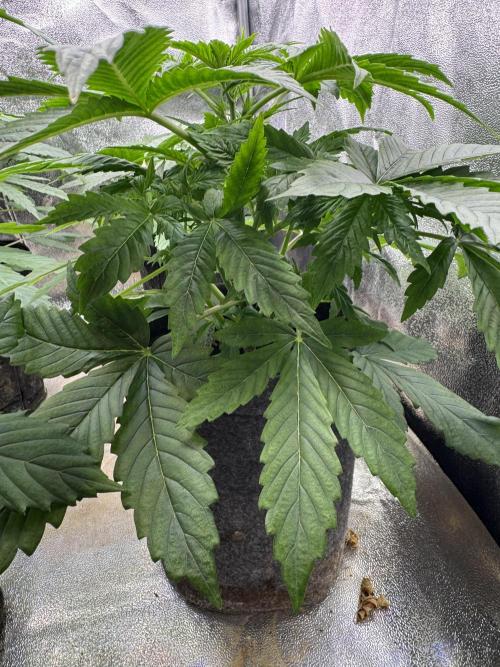 Auto Black Opium #1. Week 4