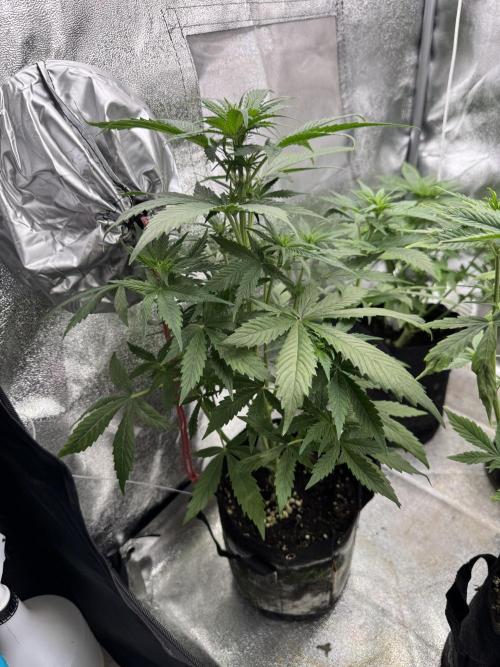 Auto Divine Rapier #3. Week 5