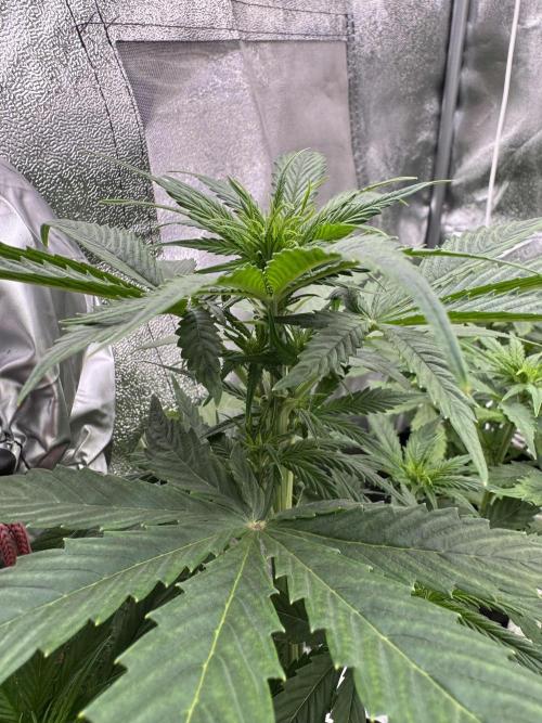 Auto Divine Rapier #3. Week 5