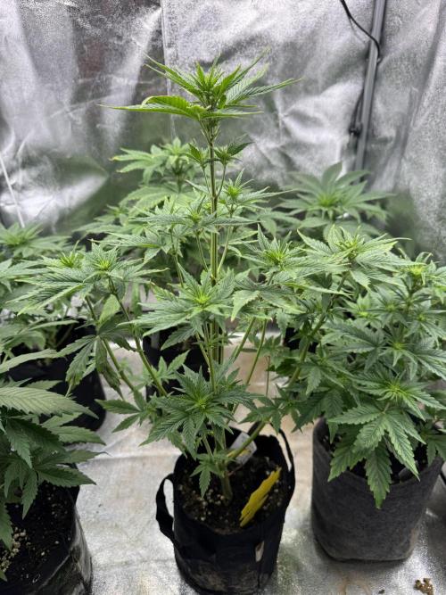 Auto Divine Rapier #4. Week 5