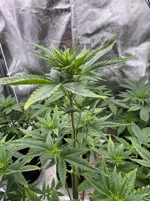 Auto Divine Rapier #4. Week 5