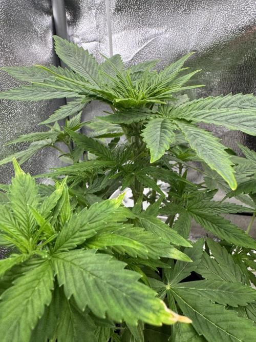 Auto Divine Rapier #1. Week 5