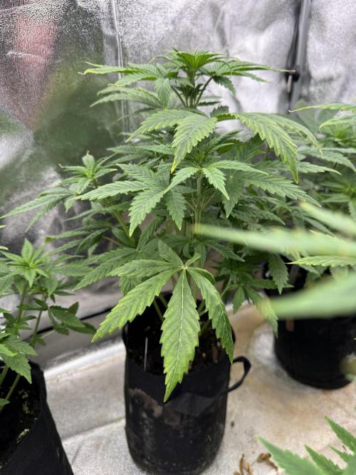 Auto Divine Rapier #2. Week 5