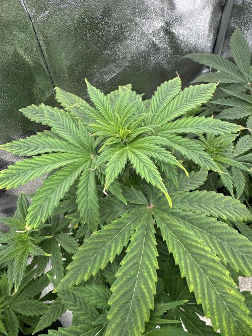 Auto Divine Rapier #2. Week 5