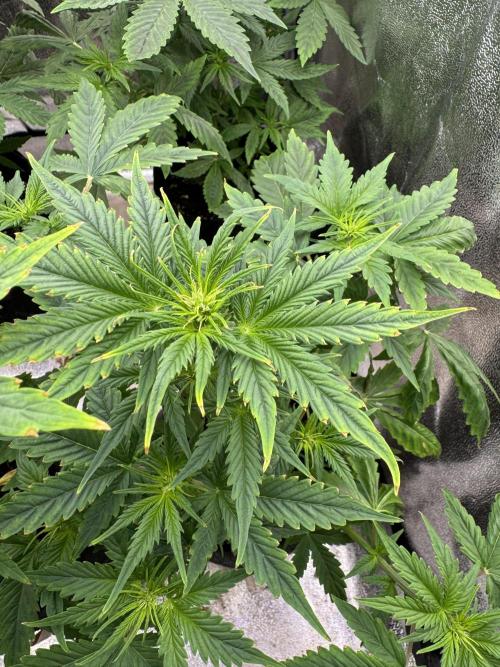 Auto Black Opium #1. Week 5