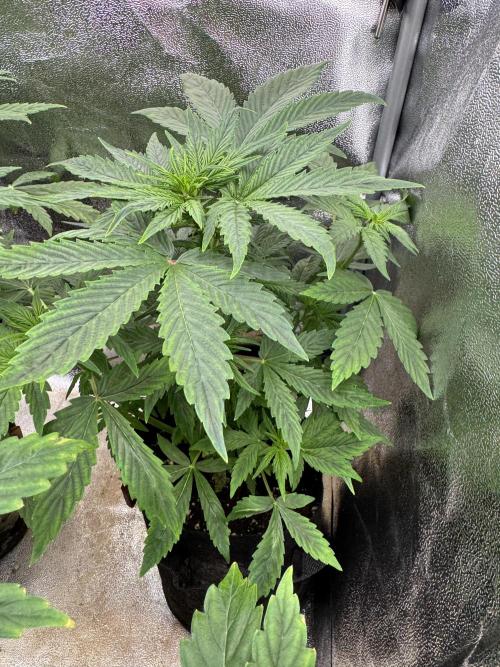 Auto Black Opium #2. Week 5