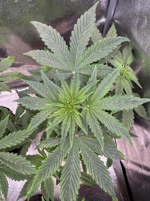 Auto Black Opium #2. Week 5