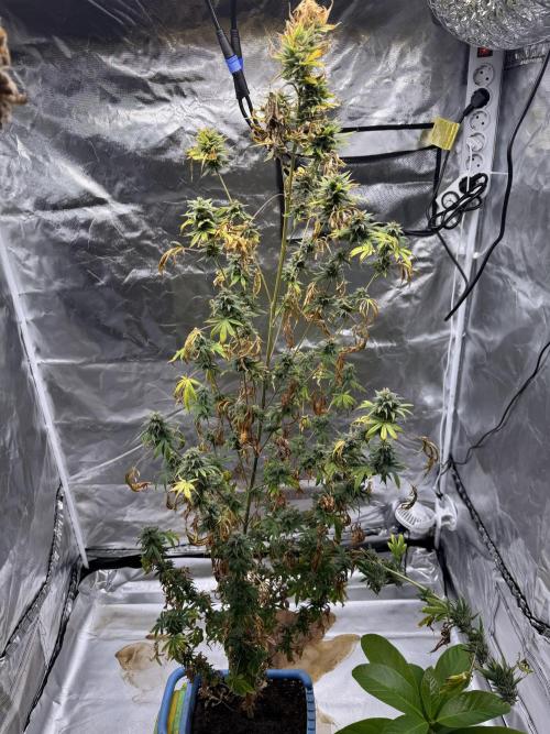 Californian Gold. Week 19