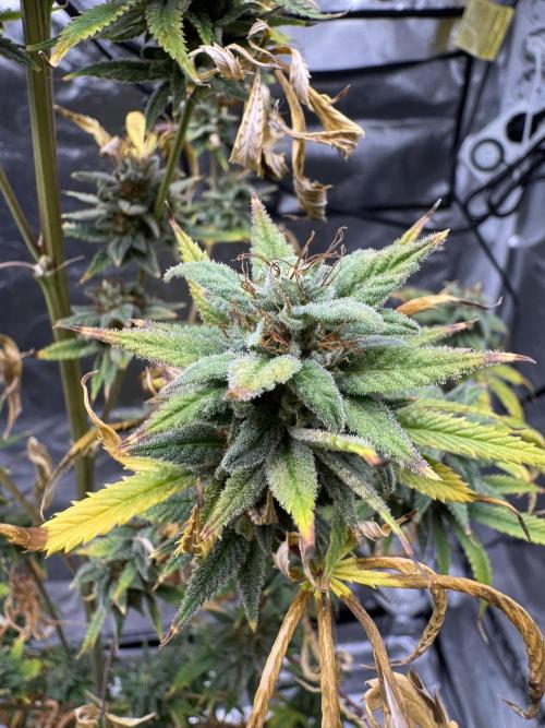 Californian Gold. Week 19