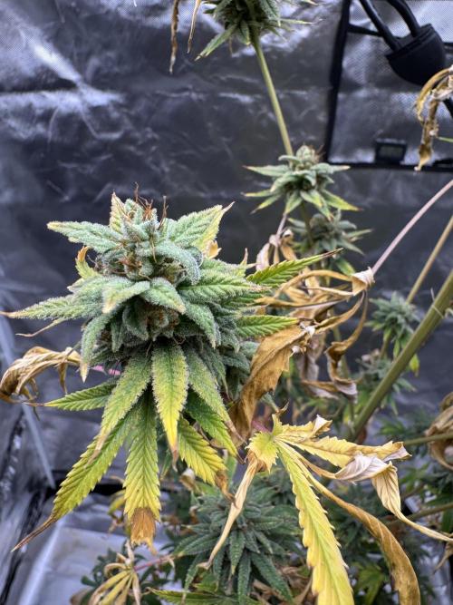 Californian Gold. Week 19