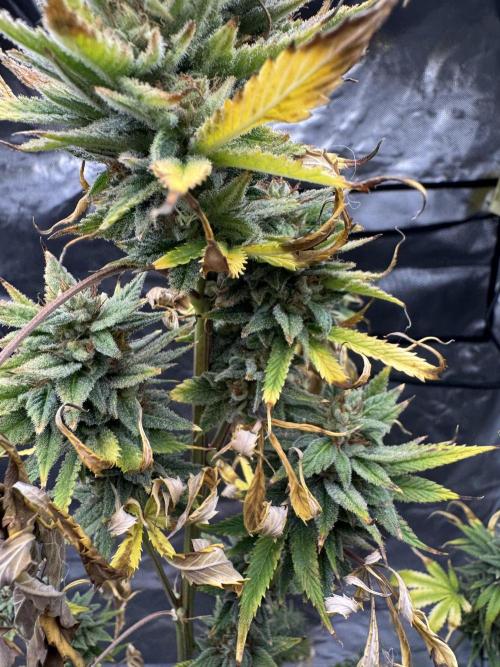 Californian Gold. Week 19